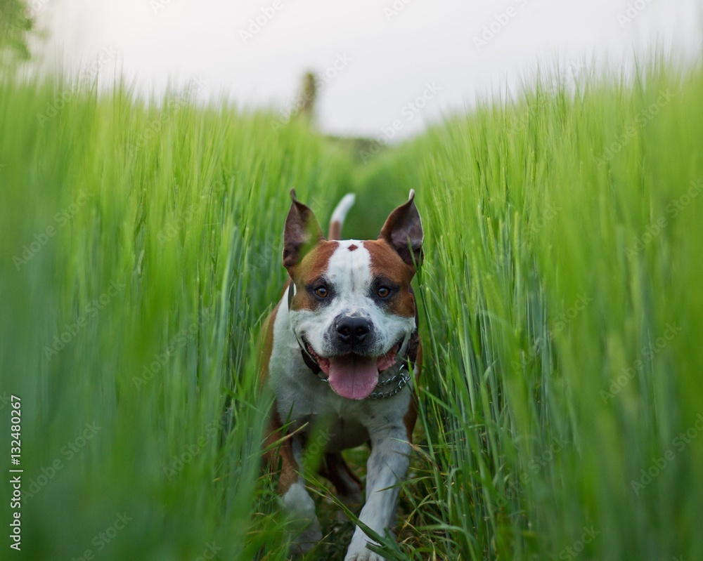 Dog in the grass field
