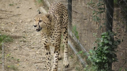 Cheetah, a large cat native to Africa, walking around tall lush grass and laying down to rest after a run