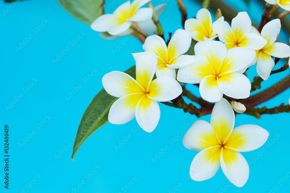 Fototapeta premium plumeria flowers