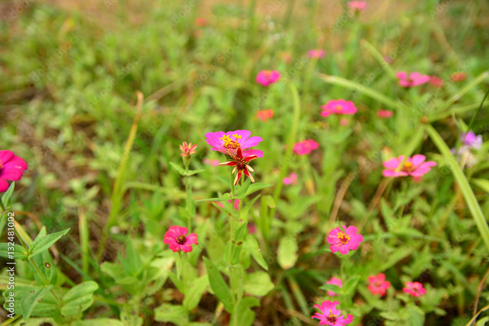 Flowers and plants.