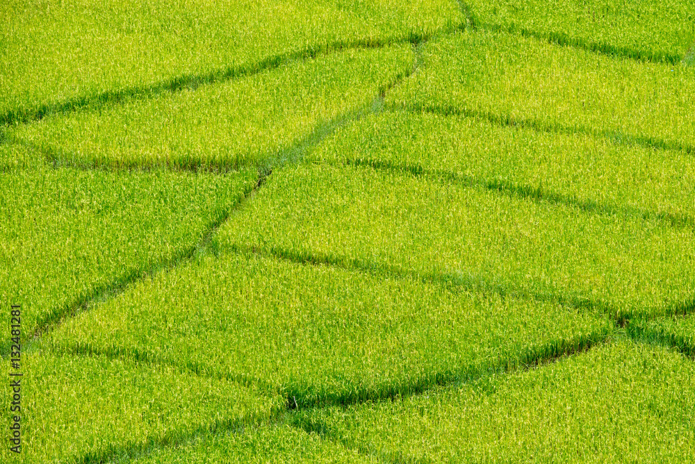 Yellow rice field