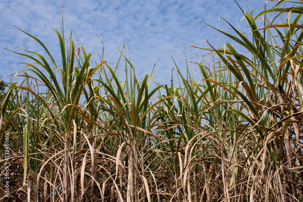 Fototapeta premium Sugar cane plantations in the green garden