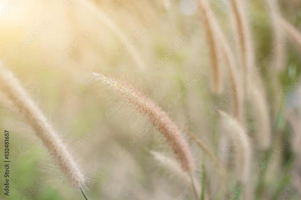 Grass flower on the meadow at sunlight nature background spring Grass flower on the meadow at sunlight nature background spring