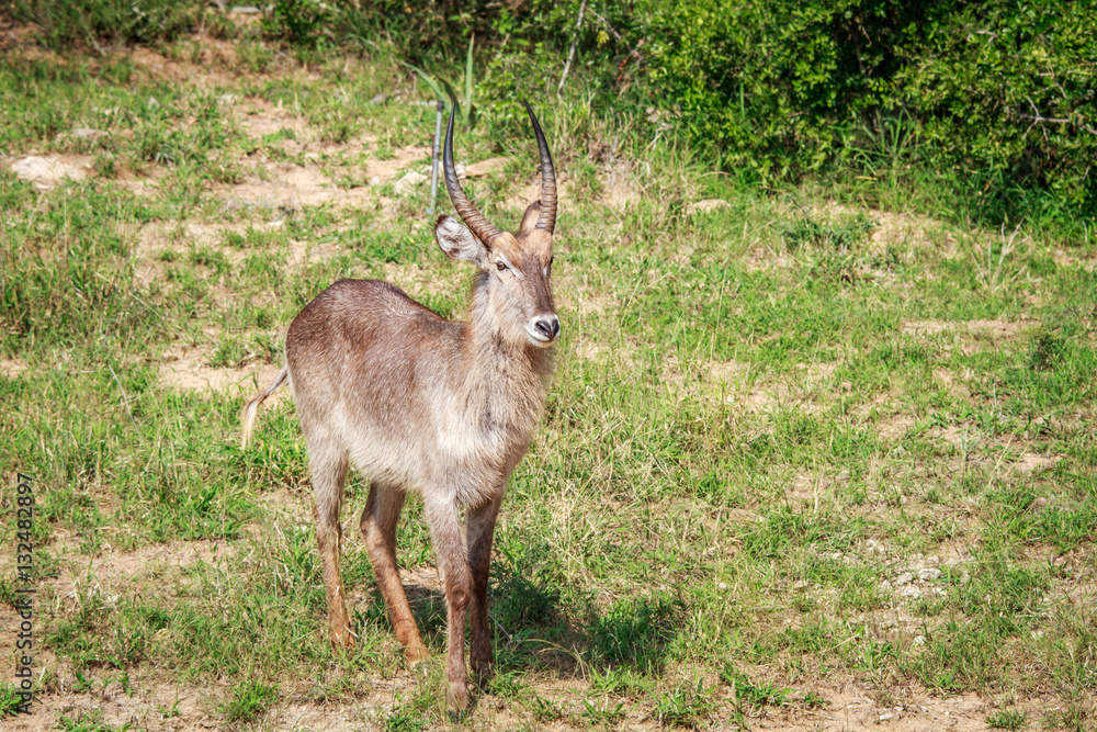 Obraz premium Male Waterbuck starring at the camera.