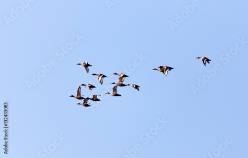 flock of birds in the sky