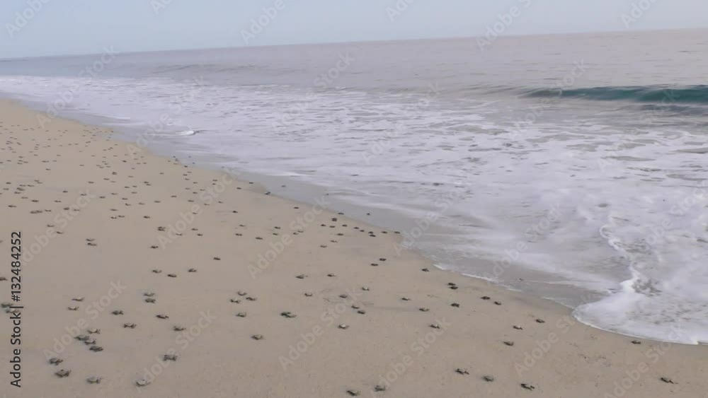 This video is about sea turtles This video is about sea turtles