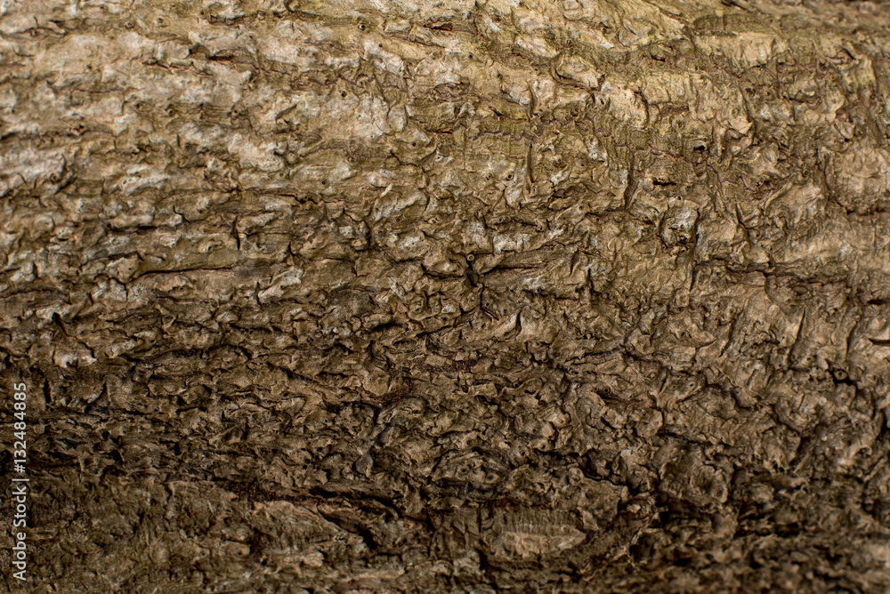 Tree bark texture background Tree bark texture background