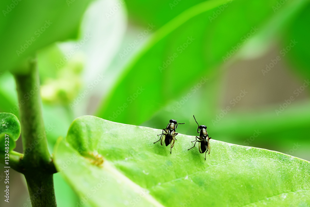 Insect Insect