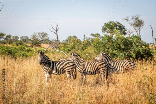 Three Zebras standing in the grass.