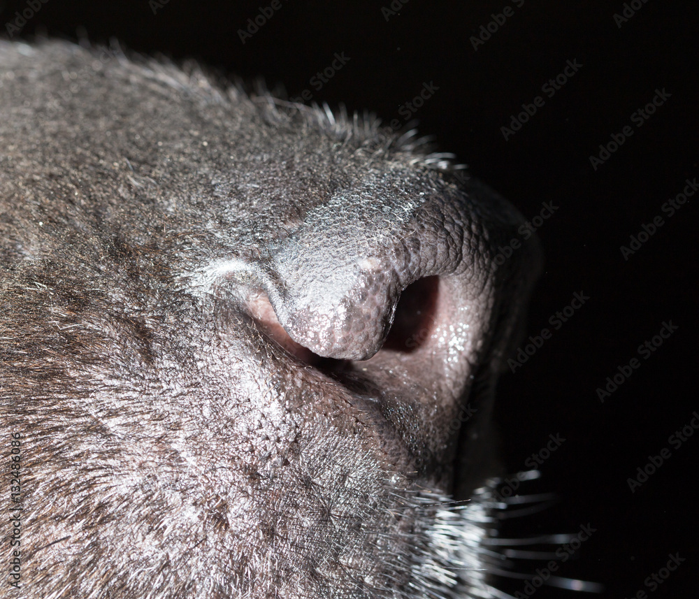Obraz premium beautiful black dog's nose. macro