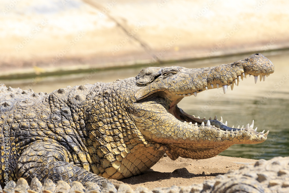Fototapeta premium Crocodile in Namibia