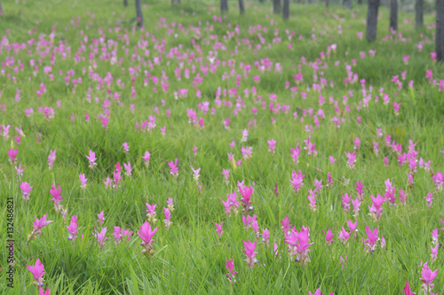Beautiful Siam Tulip Fields