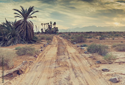 Savannah valley of Arava with southernmost and rare sort of tropical trees  i...