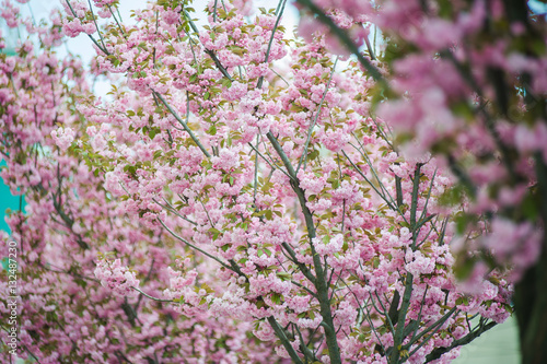 Wallpaper Mural Spring blossoms Torontodigital.ca