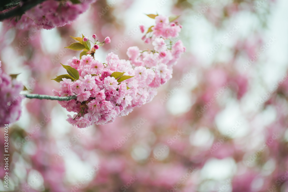 Naklejka premium Spring blossoms