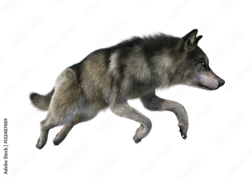 Fototapeta premium 3D Rendering Gray Wolf on White