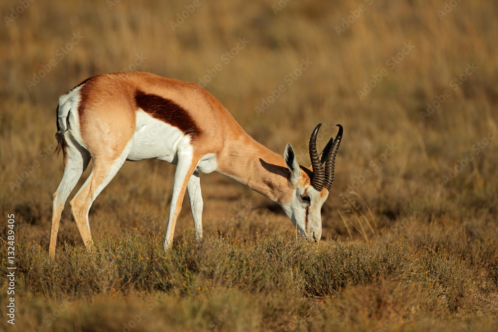 Feeding springbok antelope (Antidorcas marsupialis), South Africa. Feeding springbok antelope (Antidorcas marsupialis), South Africa.