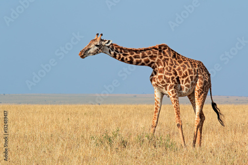 Masai giraffe (Giraffa camelopardalis tippelskirchi), Masai Mara National Reserve, Kenya. photo