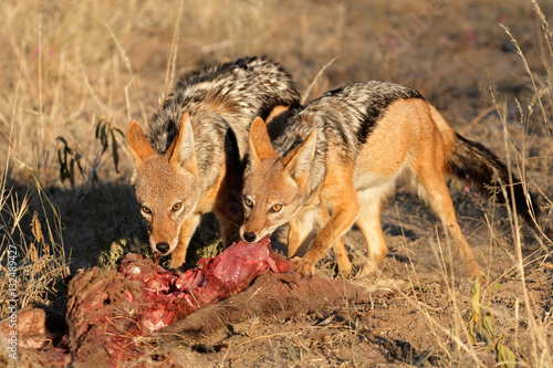 Black-backed Jackals  Canis mesomelas  scavenging on a carcass  South Africa.