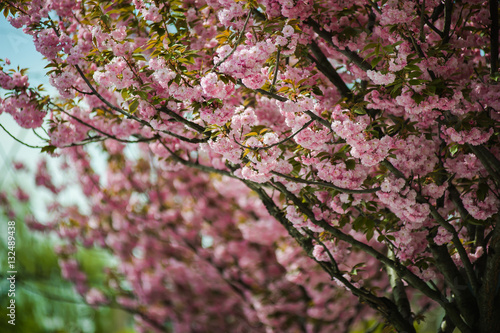 Wallpaper Mural Spring blossoms Torontodigital.ca