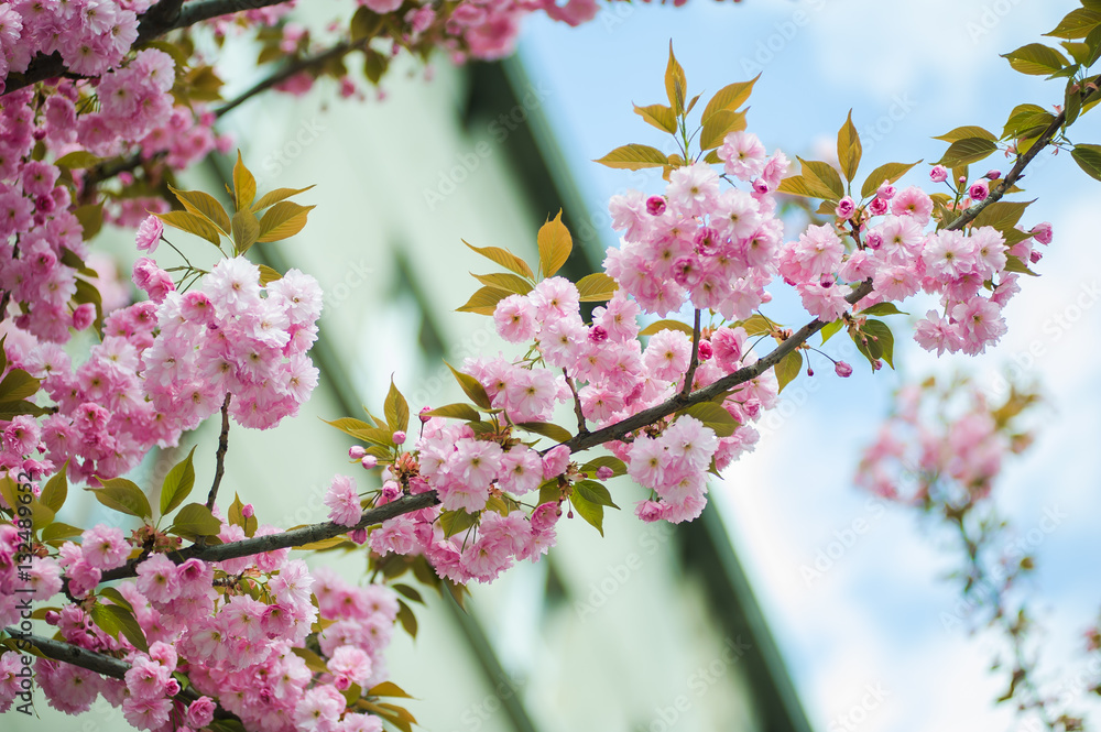 Fototapeta premium Spring blossoms