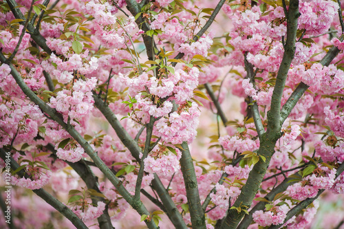 Spring blossoms