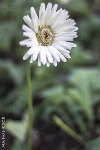 Gerbera jamesonii in garden Compositae flower