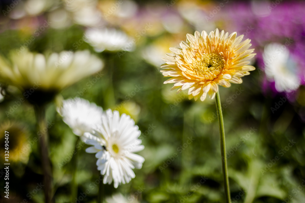 Gerbera jamesonii in garden Compositae flower