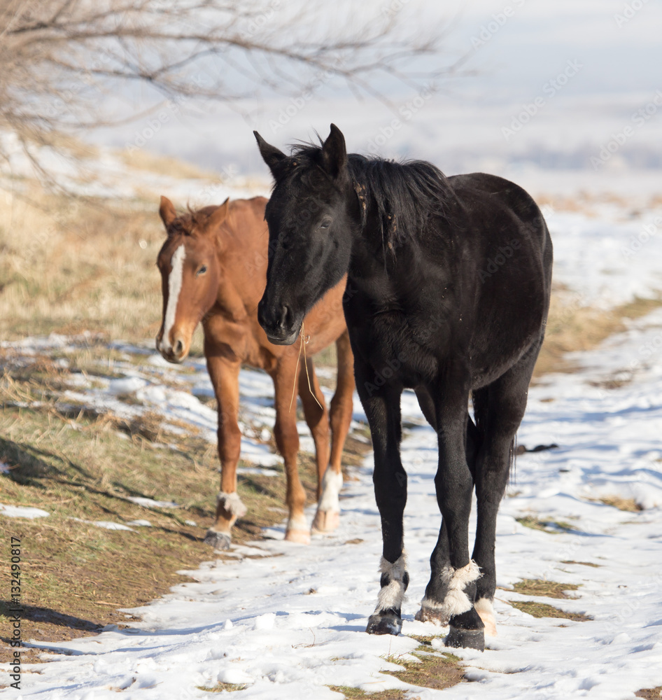 a horse in a pasture in winter a horse in a pasture in winter
