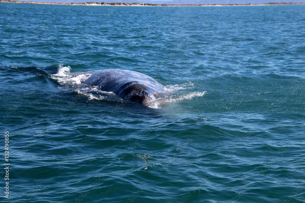 Obraz premium Whale Watching- Baja California
