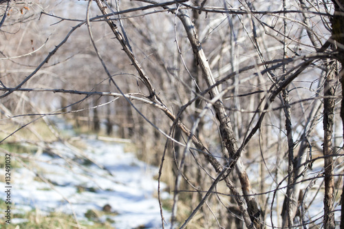 Wallpaper Mural trees outdoors in winter Torontodigital.ca