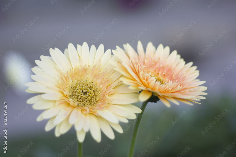 Gerbera jamesonii in garden Compositae flower Gerbera jamesonii in garden Compositae flower