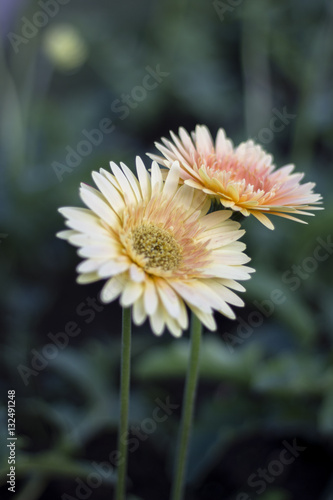 Gerbera jamesonii in garden Compositae flower