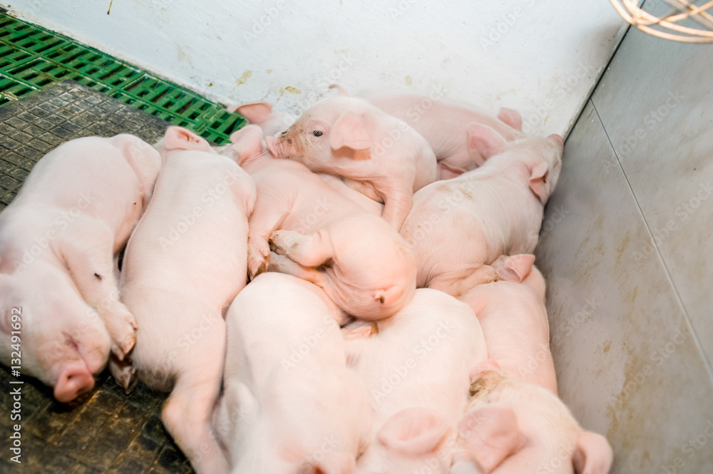 Pig farm. Little piglets Pig farm. Little piglets