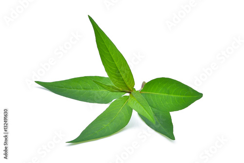 fresh vietnamese mint leaves isolated on white background © boonchuay1970