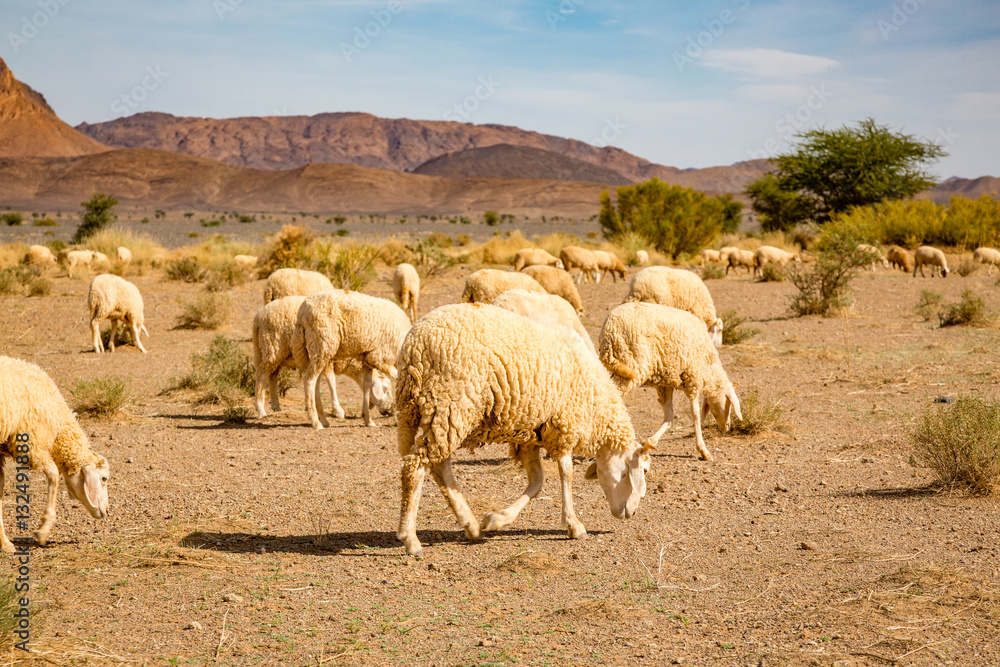 Sheep grazing on the stony land of southern Morocco Sheep grazing on the stony land of southern Morocco