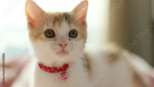 Fototapeta Naklejka Na Ścianę i Meble -  かわいい子猫