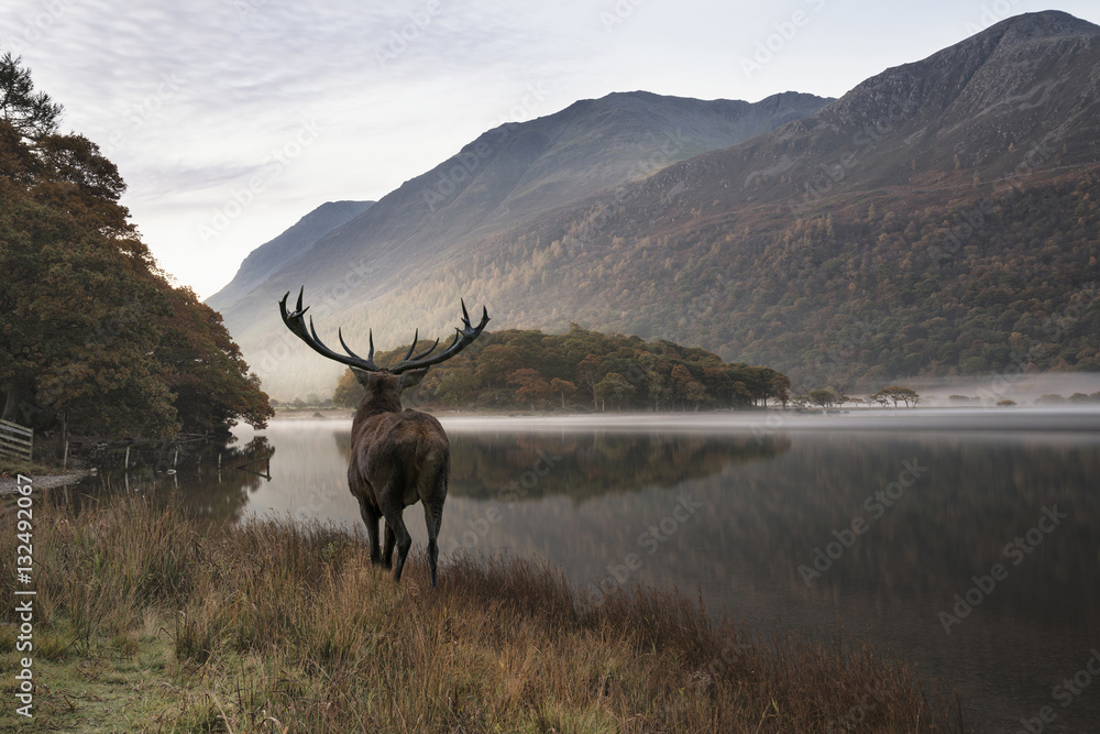 Obraz Stunning powerful red deer stag looks out across lake towards mo