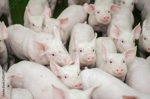 Pig farm. Little piglets
