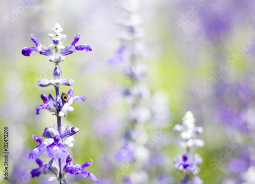 white and violet Salvia flower in field