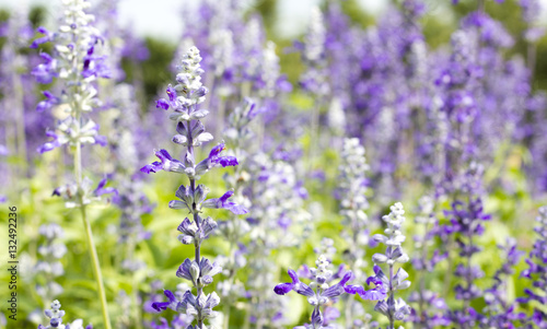 white and violet Salvia flower in field