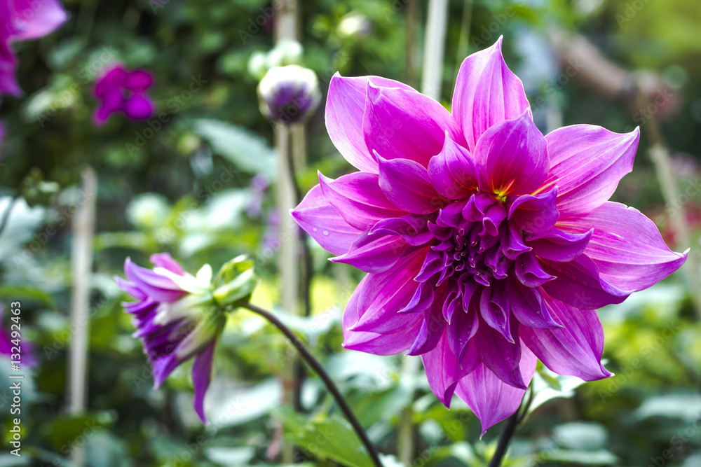 Obraz premium flowering and ornamental