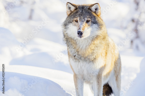 One wolf standing in beautiful winter forest © kjekol
