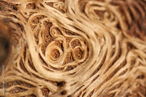 Details of the old oak 5