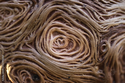 Details of the old oak 2
