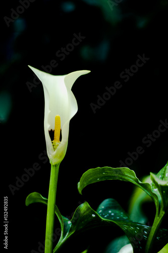 Beautiful White Spathiphyllum (Peace Lily) Flower on Black Background photo