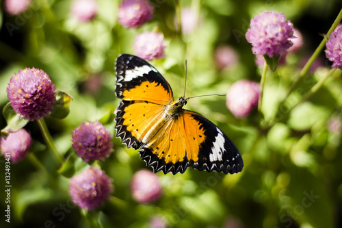 Butterfly Flowers , Globe amaranth    Image ID:542551651 © doppelganger4