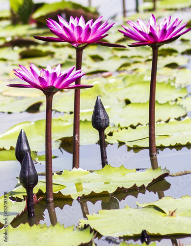 pink lotus blossom or water lily flower blooming on pond background