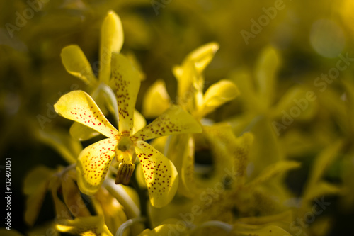 oranges orchid beautiful in garden,Thai Orchid