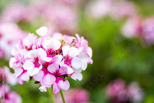 Pink geraniums in the morning